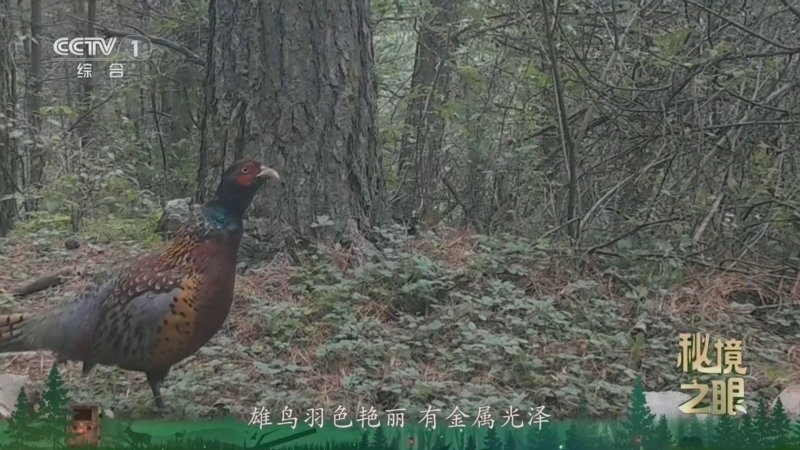 秘境之眼 《秘境之眼》 环颈雉 20260829
