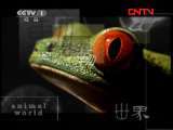 动物世界 《动物世界》 20110923
