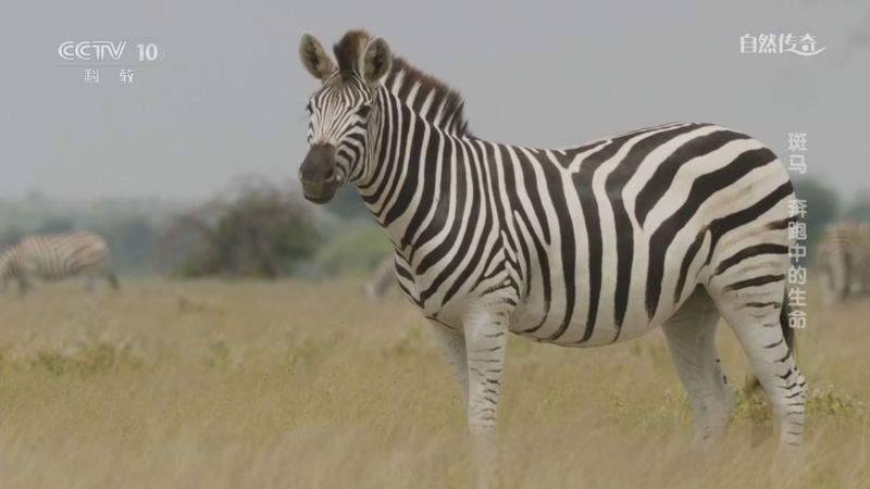 《自然传奇》 20260216 斑马 奔跑中的生命