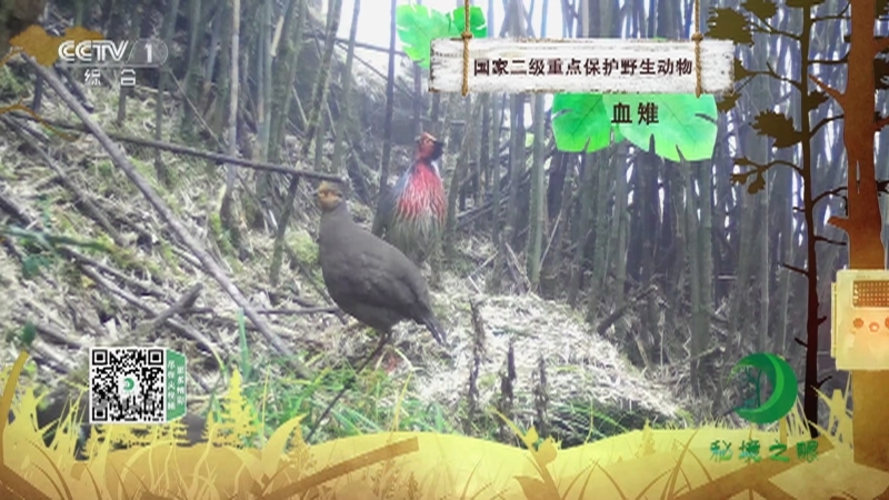 秘境之眼 《秘境之眼》 血雉 20230504