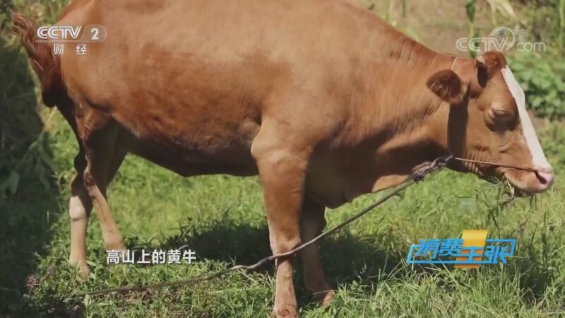 消费主张 《消费主张》 20200915 2020中国夜市全攻略：四川泸州