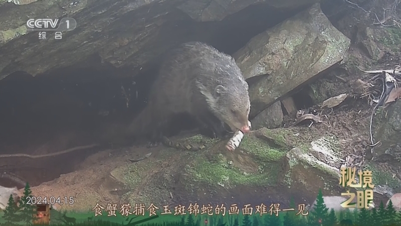 秘境之眼 《秘境之眼》 食蟹獴 20250331