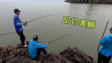 岸边矶钓上钩的黑鲷有点小，9月份前后才是矶钓黑鲷的黄金季节