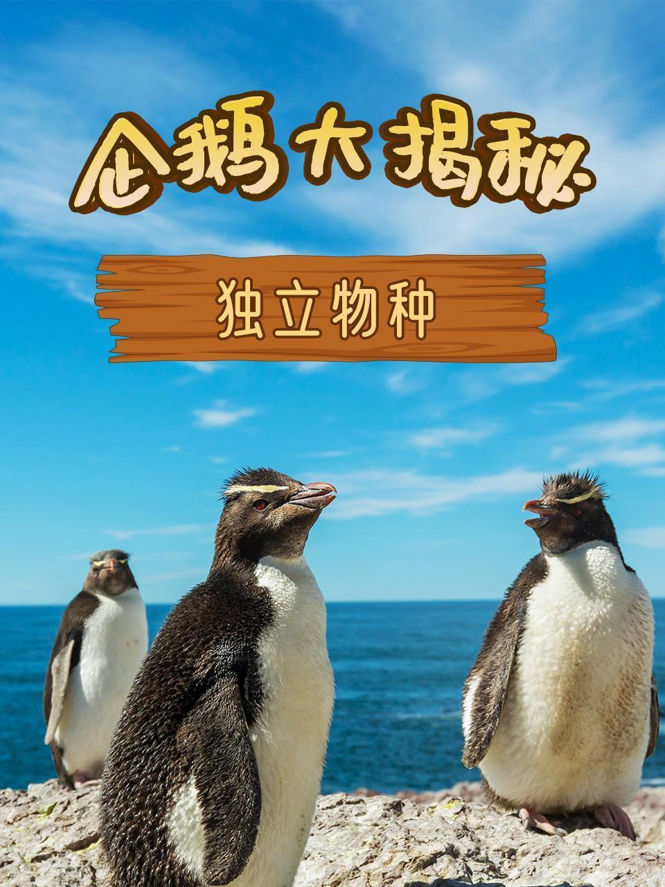 企鹅大揭秘之独立物种