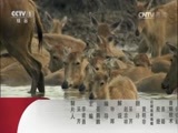 动物世界 《动物世界》 20170626 猎豹辣妈