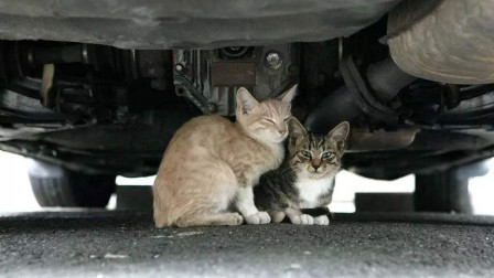 爱车帮你问 如何防止小猫钻进发动机舱？