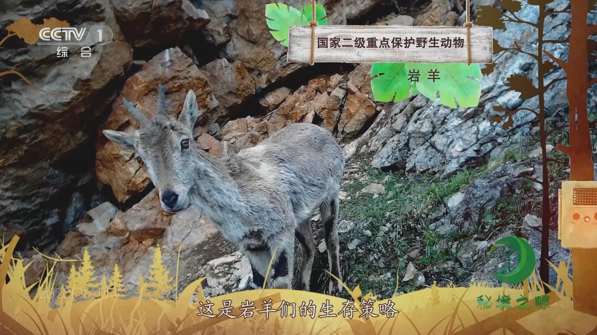 秘境之眼 《秘境之眼》 岩羊 20231115