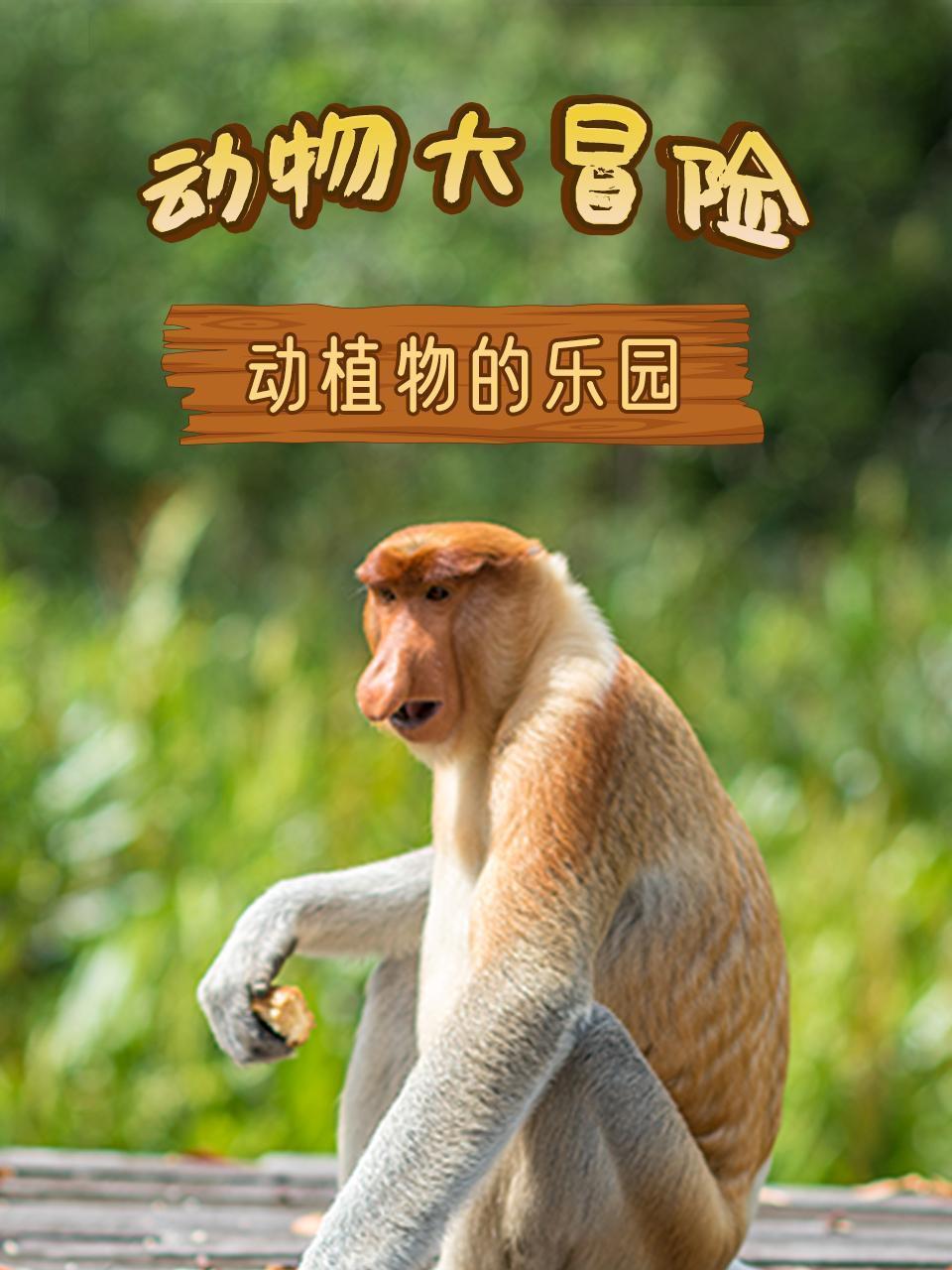 动物大冒险之动植物的乐园 海报