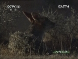 人与自然 《人与自然》 20121222 自然故事 黑背豺（上）