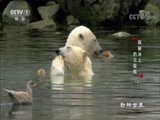 动物世界 《动物世界》 20180716 探秘冰上的北极熊（下）