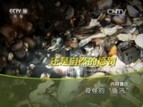地理中国 《地理中国》 20150831 奇怪的“鱼汛”