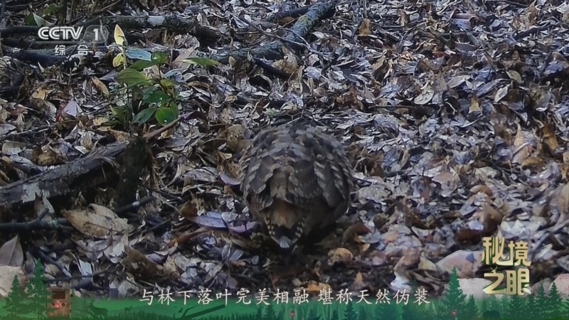 秘境之眼 《秘境之眼》 丘鹬 20260615