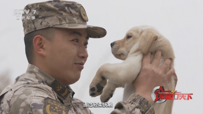 《军迷行天下》 20260225 萌犬“战士”养成记