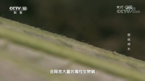 地理中国 《地理中国》 20180921 自然谜题·密林神木