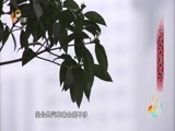天下父母 《天下父母》 20161106 六旬母亲割肾救子