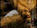 动物世界 动物世界 2009年 第188期
