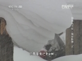 地理中国 《地理中国》 20150101 瑞雪兆丰年·雪乡胜景（上）
