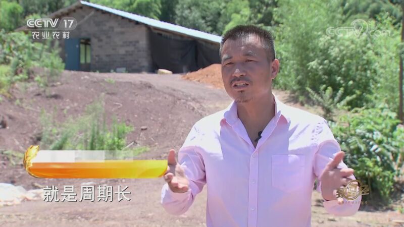 致富经 《致富经》 20200918 稻田养鸭更赚钱