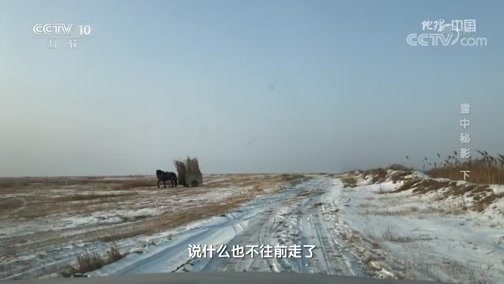 地理中国 《地理·中国》 20200413 雪中秘影 下