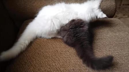 聊斋怪谈 黑白2只猫互殴 白猫：黑的我差点找不着它在哪儿！