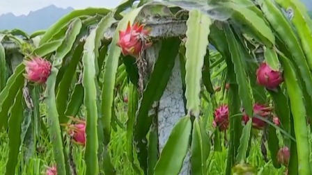 与梦想合拍 火龙果红红火火