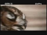 动物世界 《动物世界》 20120621 04：10