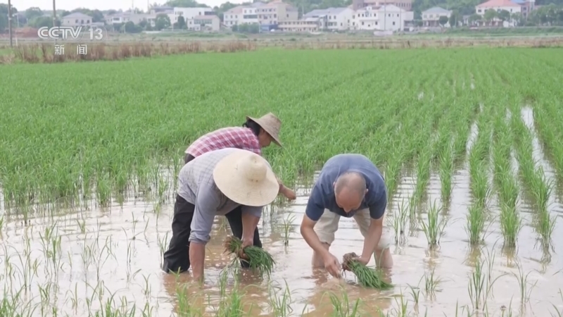 焦点访谈 《焦点访谈》 20240803 沃土造良田 闲地“土生金”
