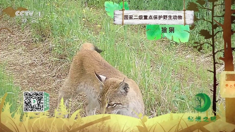秘境之眼 《秘境之眼》 猞猁 20230425