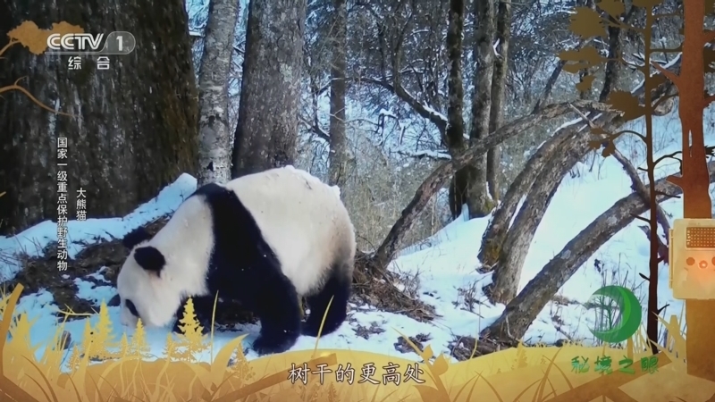 秘境之眼 《秘境之眼》 大熊猫/梅花鹿/云豹/黄喉貂 20231007