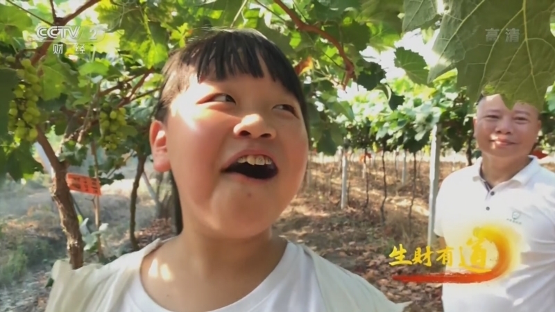 生财有道 《生财有道》 20220902 咱们家乡有特产——湖南望城：葡萄丰收正当时