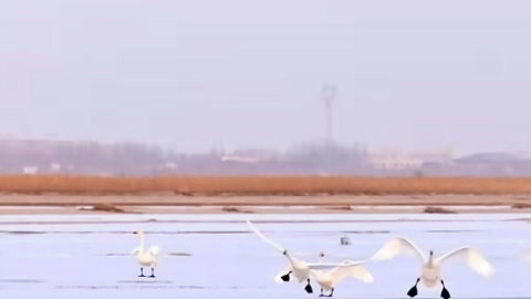 DV现场20210310