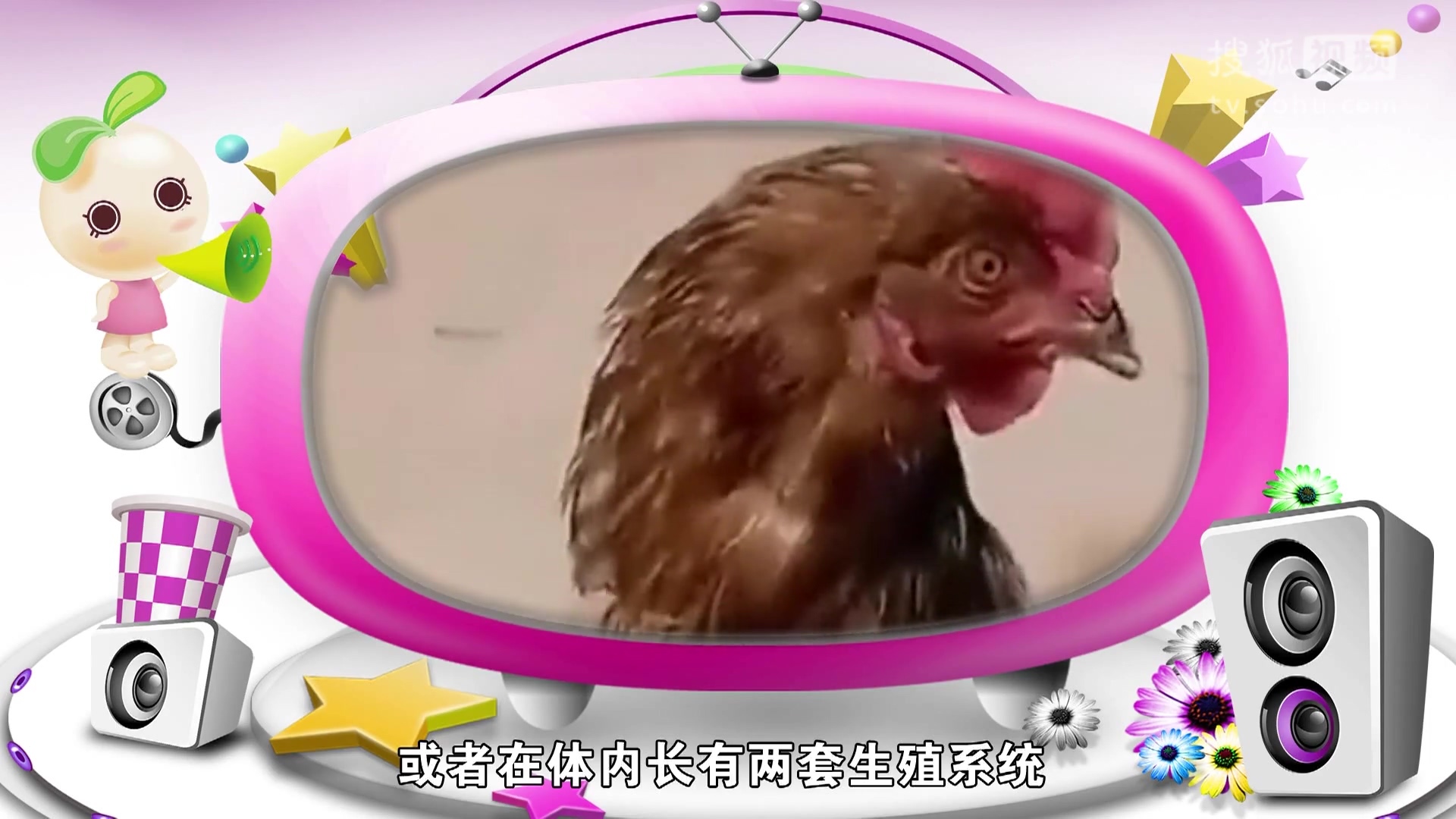 萝莉说趣事 母鸡长俩屁股一次下两个蛋