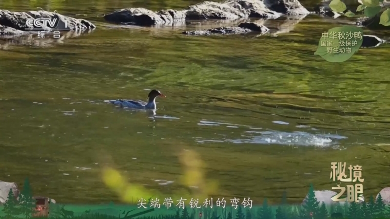 秘境之眼 《秘境之眼》 中华秋沙鸭 20260213