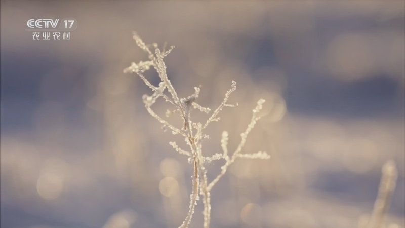 《乡土中国》 20260326 乡间春味 第12集