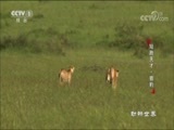 动物世界 《动物世界》 20171104 短跑天才·猎豹