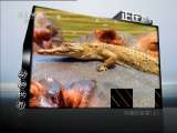 动物世界 动物世界 2011年 第99期