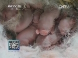 我爱发明 《我爱发明》 20141213 小兔开饭啦