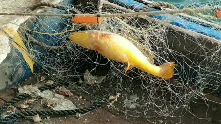 南澳岛赶海日记 彪哥远海捕鱼，抓到大红石斑鱼，卖1500元收鱼的老板抢着要收