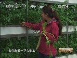生财有道 [生财有道]芹菜带来别样财(20130115)