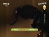 自然传奇 《自然传奇》 20170225 动物生存秘笈