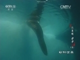 动物世界 《动物世界》 20160228 出发吧 猎手（五）