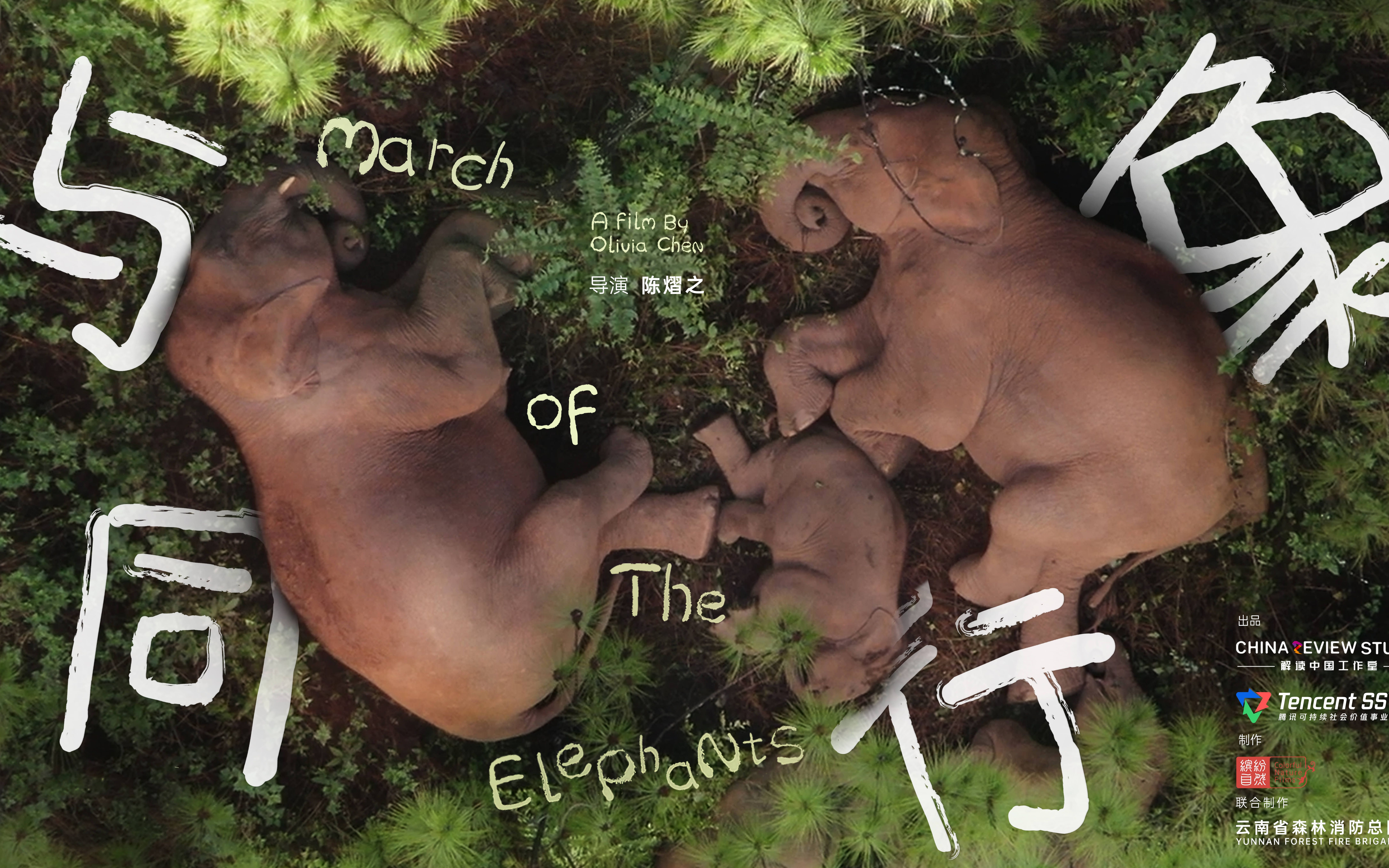 纪录片《与象同行》