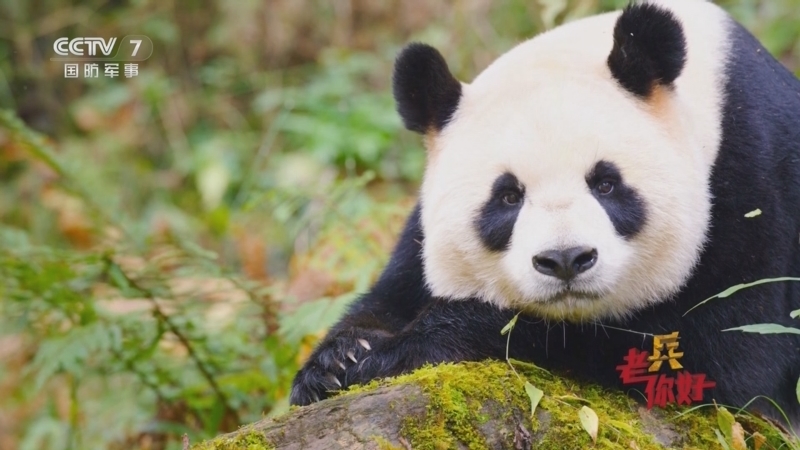 《老兵你好》 20260321 熊猫的“老兵奶爸”