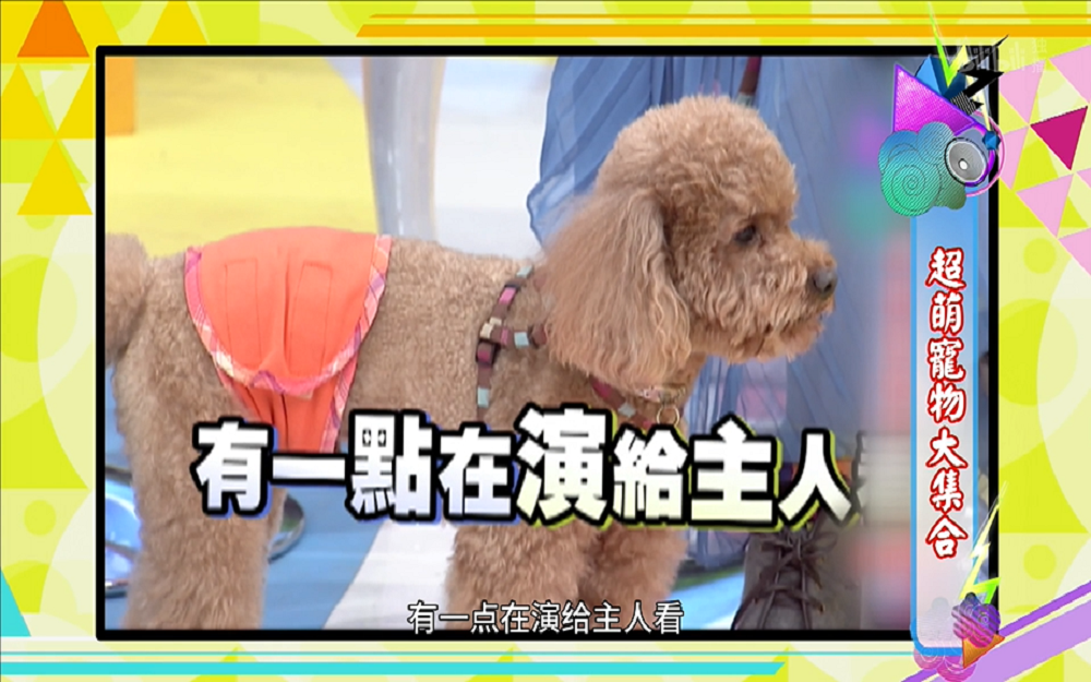 戏精狗狗演戏博取主人关心