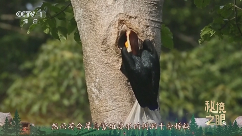 秘境之眼 《秘境之眼》 花冠皱盔犀鸟 20250723