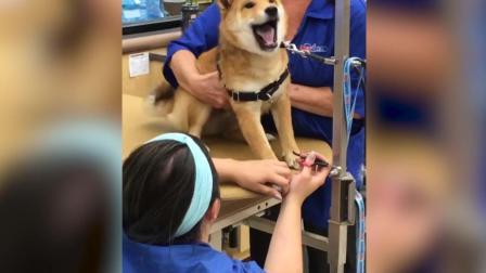 柴犬剪指甲高分贝惨叫 网友傻眼：太浮夸