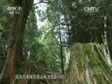 军事纪实 《军事纪实》 20151112 乙未殇思②劫掠之殇