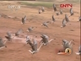 生财有道 《生财有道》 20120203 鹅飞鹤舞 苦尽甘来