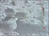 动物世界 动物世界 2009年 第196期