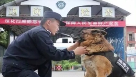 说天下 缉毒犬尔腾：服役10年 执勤近3000天 缉毒100余公斤